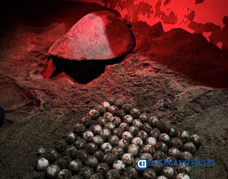 Marina aseguro más de 37 mil huevos la tortuga marina en playas de Manzanillo