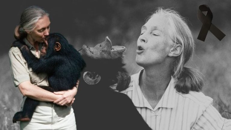 Muere a los 91 años la etóloga Jane Goodall, experta mundial en chimpancés