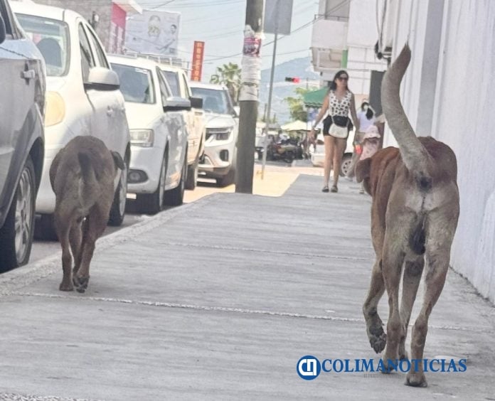 Perros de la calle