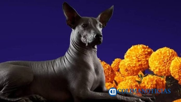 Perros xoloitzcuintles