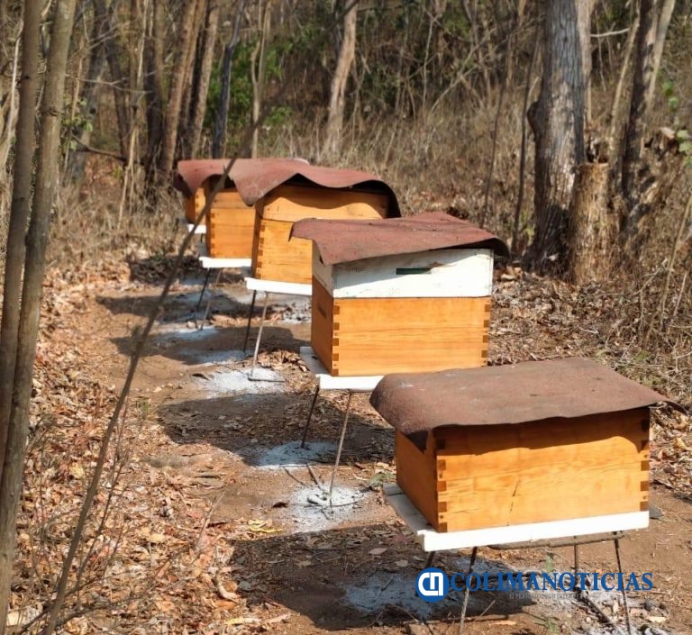 Desaparecen miles de abejas y se afecta la producción de miel en Colima