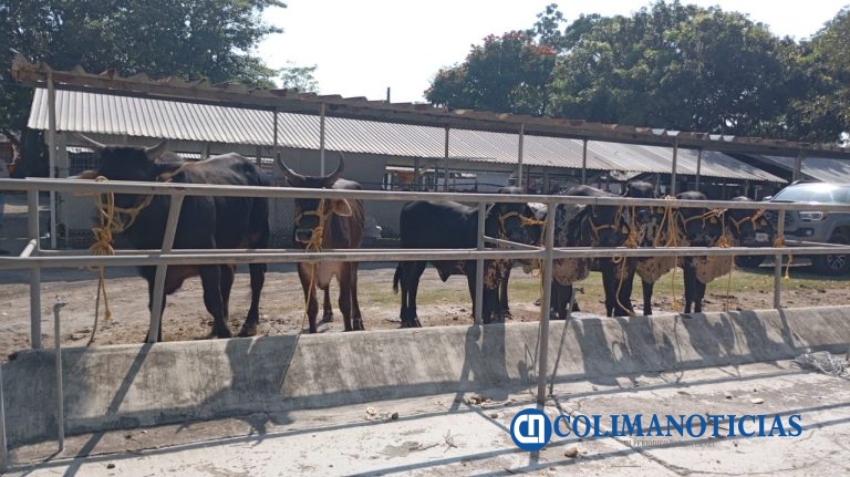 Subseder y organismos auxiliares supervisan ingreso de ganado a la expo de la Feria de Colima