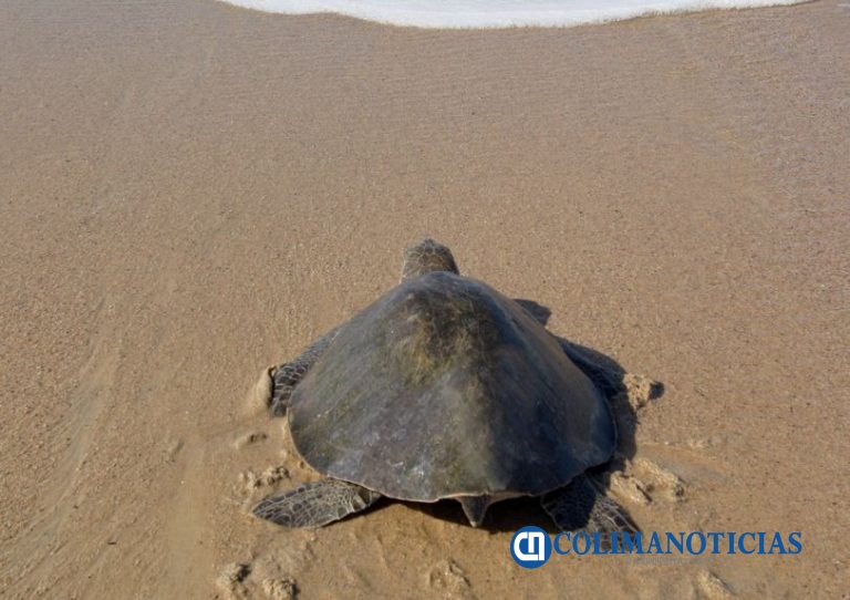 En Pascuales ya no solo saquean huevos: también se llevan a las tortugas; denuncian falta de apoyo federal