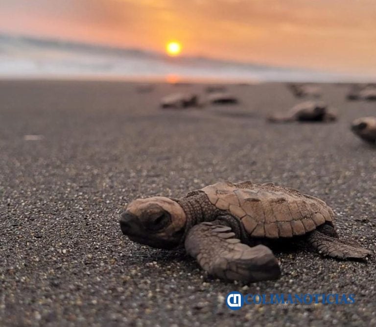 Protegen tortugas marinas en Tecuanillo con participación voluntaria y controlada