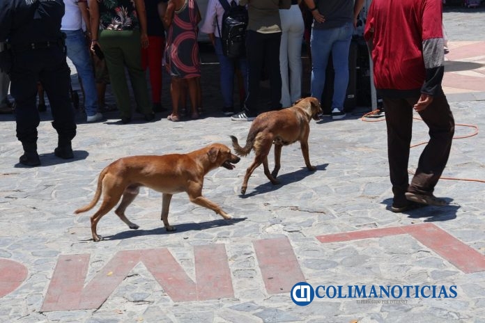 Urgen políticas públicas con sentido social para el control animal veterinario Octavio Urzúa