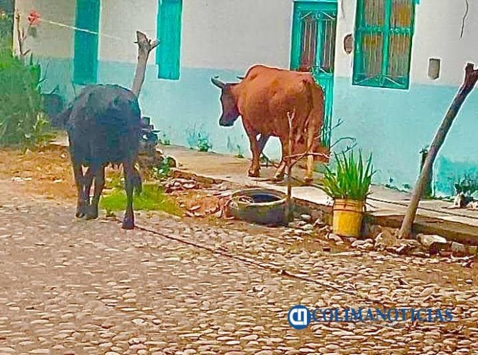 Vecinos de la colonia La Cuarta denuncian problema con animales sueltos