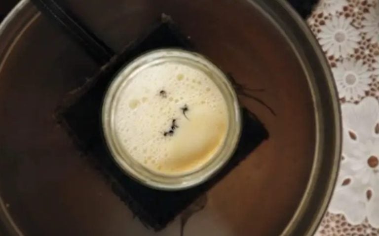 Conoce el método milenario para hacer yogur… ¡con hormigas!