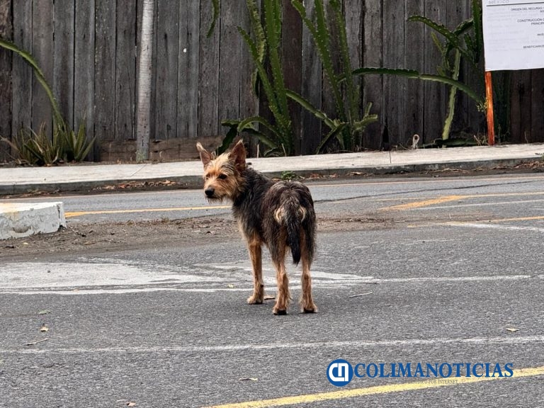 Asociación animalista en Tecomán llama a reforzar la esterilización para reducir perros callejeros y enfermedades