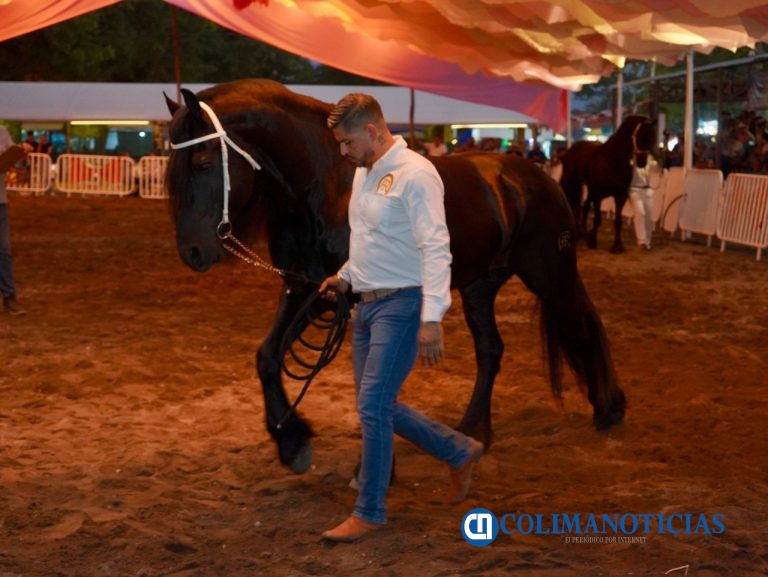 Petrolero, campeón del 4° Concurso Morfológico de Caballos Frisones en la Feria de Colima