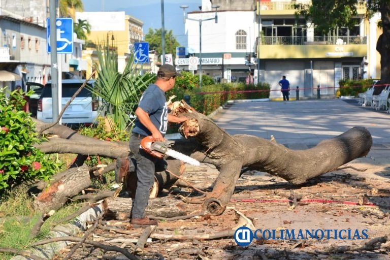 Cortan parota dañada y que ponía en peligro a ciudadanía en Jardín Núñez 