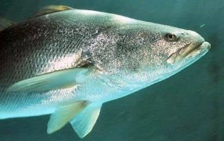 Detectan caída del 40% en diversidad de peces en el Golfo de California