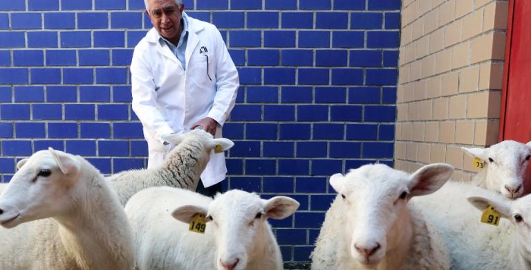 La UAM consigue clonar al primer borrego de México