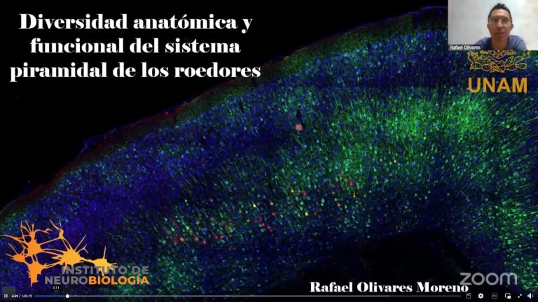 Hablan de lesiones en la médula espinal y del estrés durante la pandemia de COVID 19, en Expo Neuro 2025