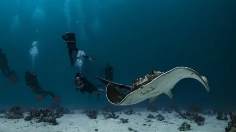Proyecto Seabed 2030: Un mapeo total de los fondos marinos