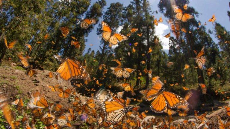  La primera mariposa monarca con transmisor satelital llega a Michoacán; este fue su recorrido