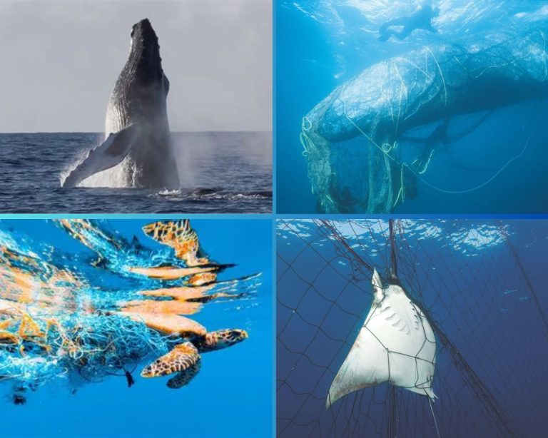 Las redes fantasma sigue poniendo en grave peligro la vida silvestre del océano