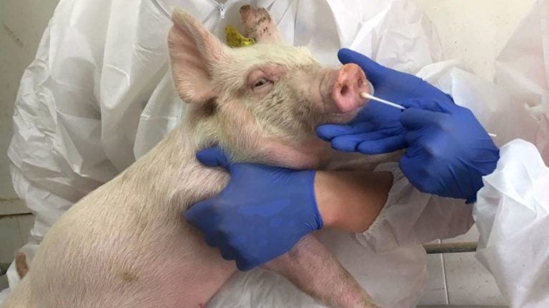 México suspende importación de carne de cerdo desde España por brote de peste porcina