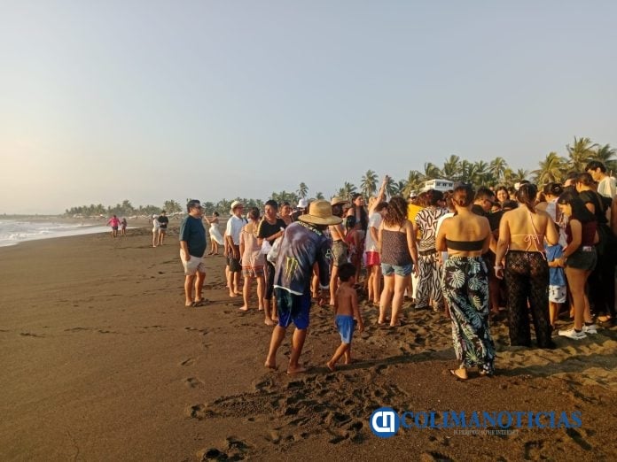 Playa Pascuales se suma a la protección de tortugas marinas; liberan 500 crías