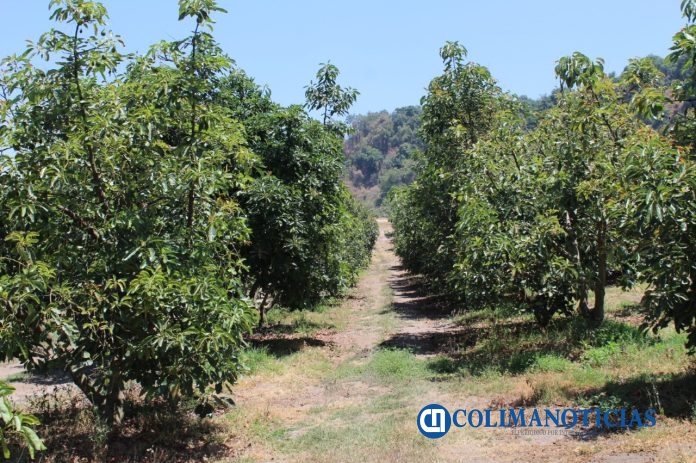 Zona aguacatera de Comala