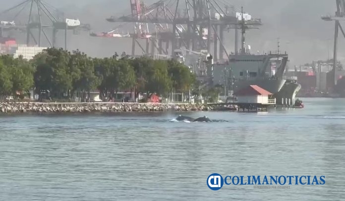 Captan un grupo de ballenas en el canal de Navegación del puerto de Manzanillo