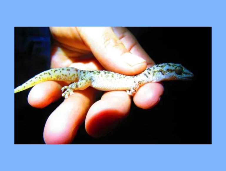 Descubren Nueva Especie de Gecko en México