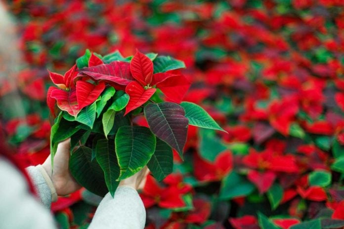 Flor de Nochebuena en otros países