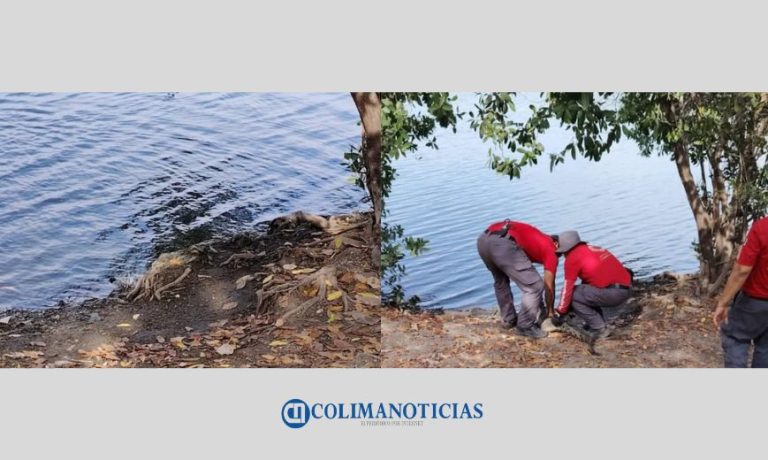 PC municipal capturo a un caimán por la zona de las Palmitas en Playa Miramar