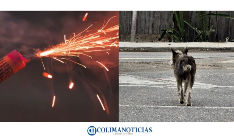 Llaman a proteger a los animales durante la temporada de pirotecnia