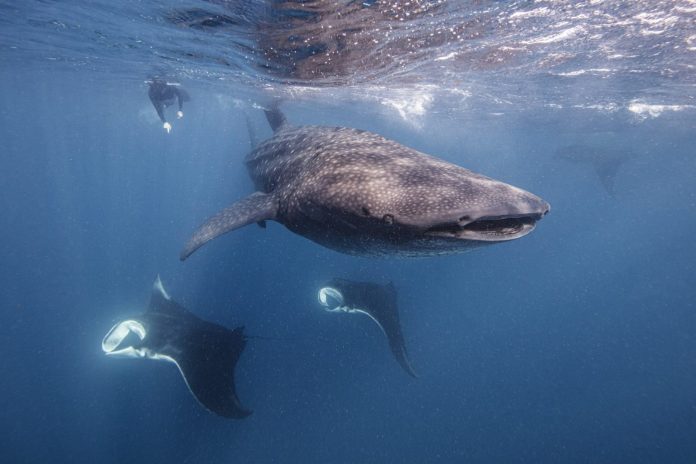 Prohíben comercio mundial de mantarraya, tiburón ballena y tiburón oceánico