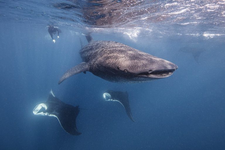 Prohíben comercio mundial de mantarraya, tiburón ballena y tiburón oceánico