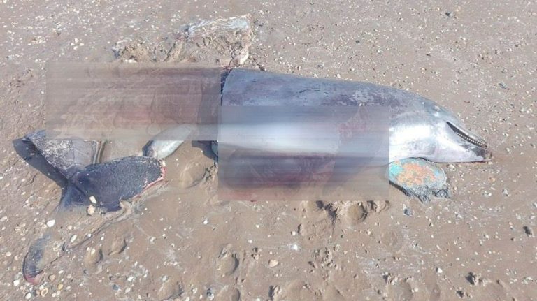 En Tamaulipas, hallan delfín usado como carnada para tiburones
