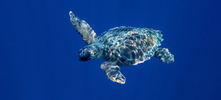 Entra en vigor un tratado internacional histórico para la protección marina