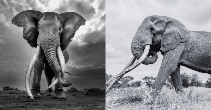 Muere Craig-elefante