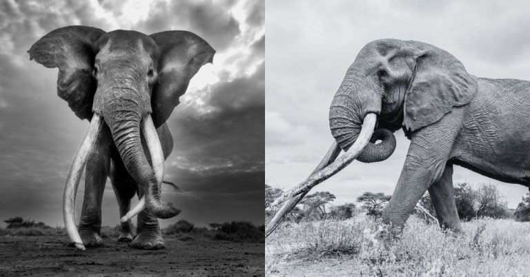 Muere Craig, elefante “super tusker” símbolo de conservación en África