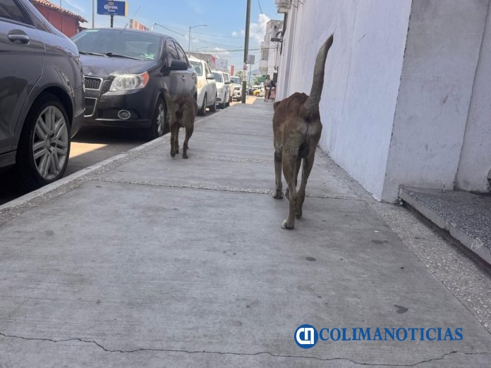 Perros con sarna
