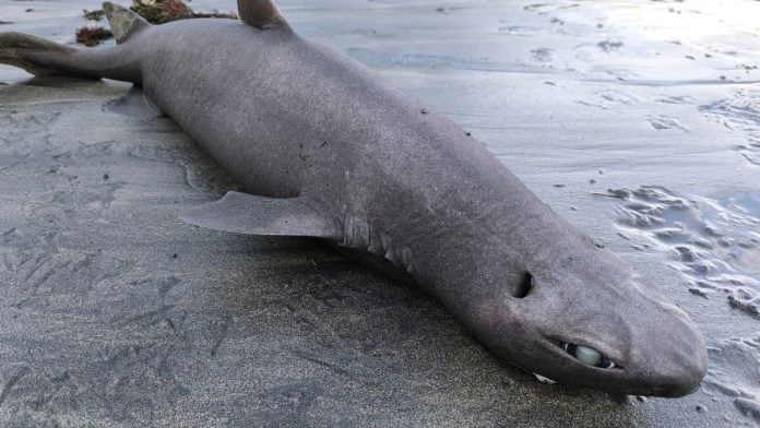 Tiburón foca