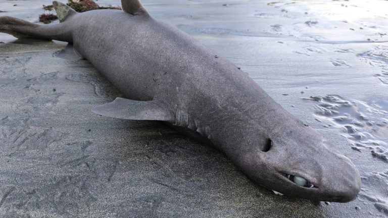 Extraño tiburón foca apareció en las playas de Asturias: pesaba 18 kilos y tenía 12 embriones