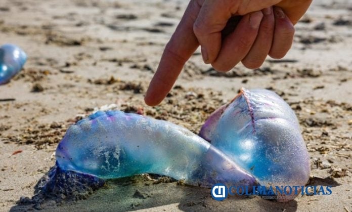 Alerta UEPC Colima por presencia de ‘fragata portuguesa’ (Agua Mala) en playas del estado
