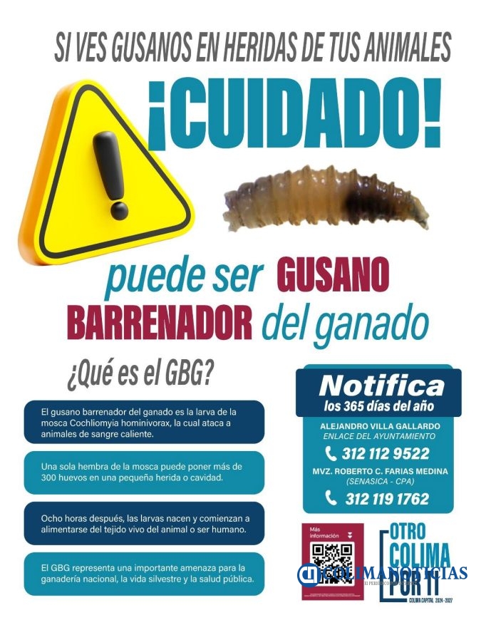 Alertan en Colima sobre presencia del gusano barrenador del ganado
