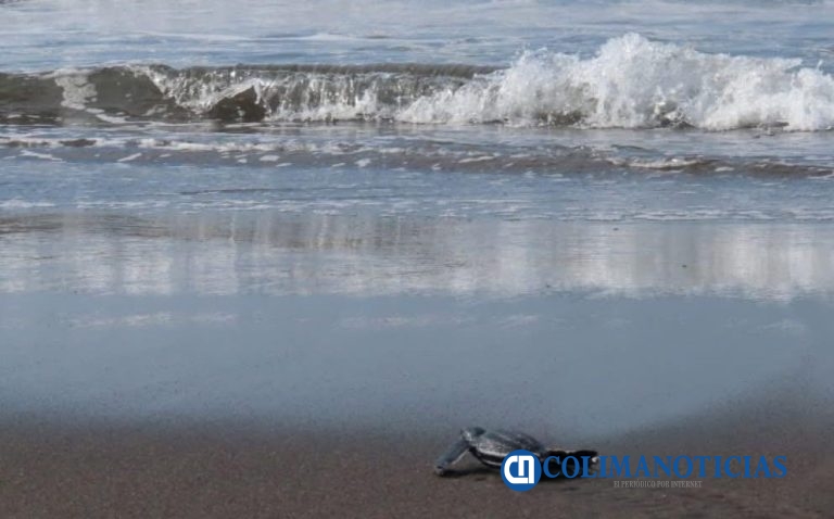 Reportan incremento en anidación de tortuga laúd en Cuyutlán