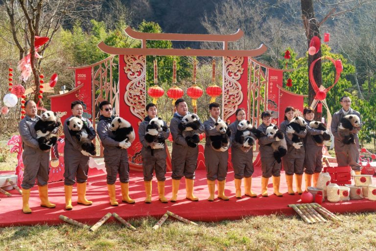 China celebra el Año Nuevo con imágenes de 30 cachorros de panda recién nacidos