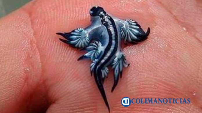 Dragón Azul en playas de Manzanillo