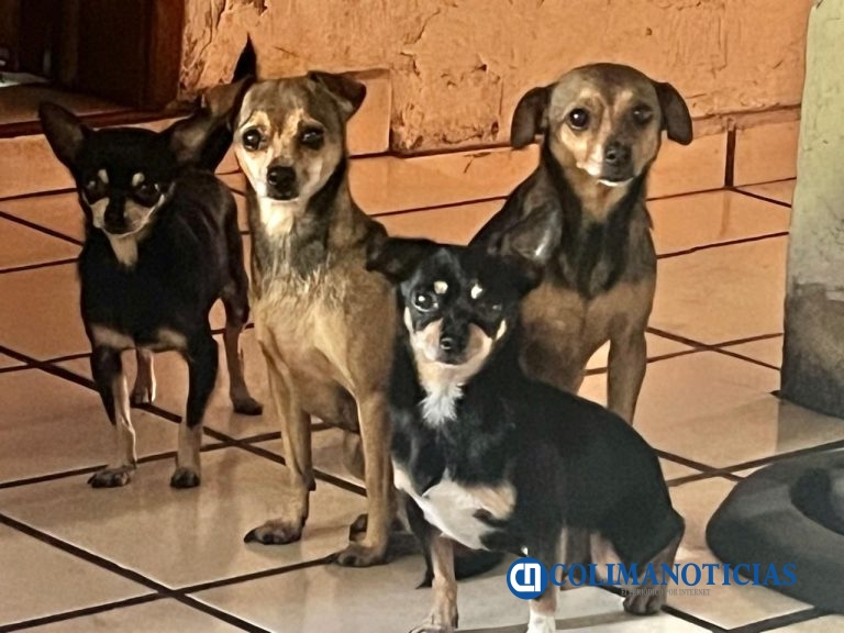 Piden difundir y aplicar Ley de Protección Animal
