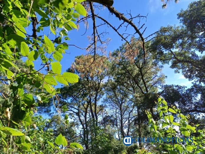 Plaga pone en riesgo bosques de pino en las faldas del Volcán de Colima (2)