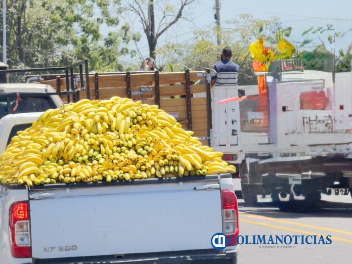 Productores de Plátano