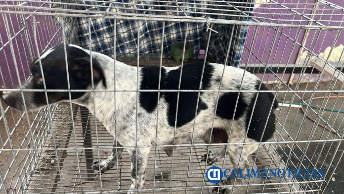Rescata Protección Civil a perrito en riesgo y refuerza acciones preventivas en Tecomán (3)