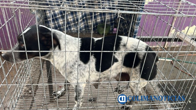 Rescata Protección Civil a perrito en riesgo y refuerza acciones preventivas en Tecomán