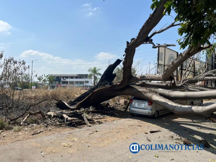 Retira personal del Ayuntamiento, arbol caído por quema de maleza en propiedad privada