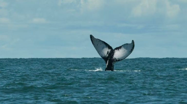 Tratado de Alta Mar entra en vigor esta semana: Qué cambia sobre la protección de los océanos