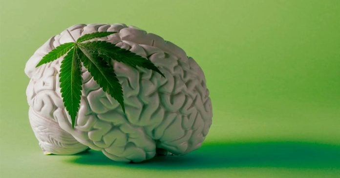 cannabis-cerebro